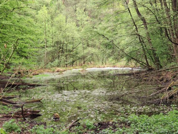 Cold Lake Morasko in Poznań