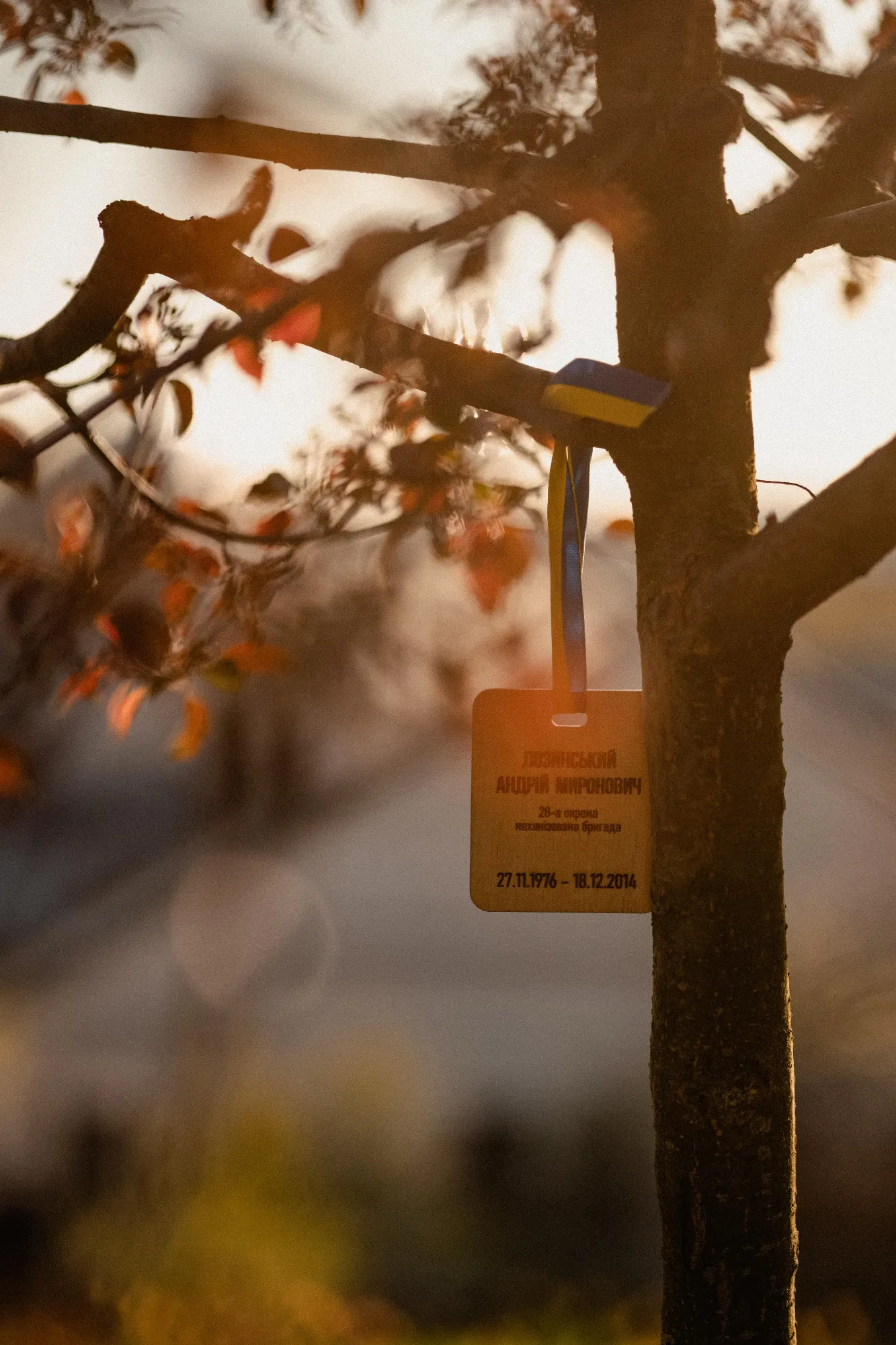 A memorial plaque with a blue and yellow ribbon hangs from a tree branch at sunset.